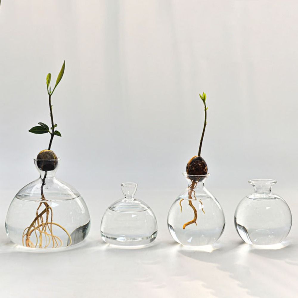 Terrarium Glass Bottle - Transparent Avocado Hydroponic Vase Simple Glass