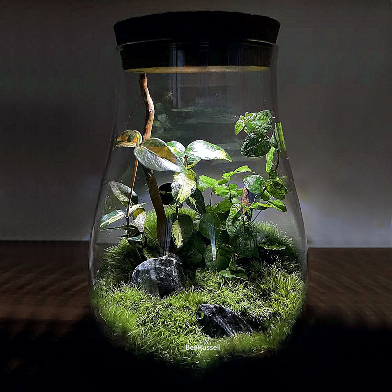 Water Droplets Shape Glass Jar - Terrarium Glass Bottle avis et prix