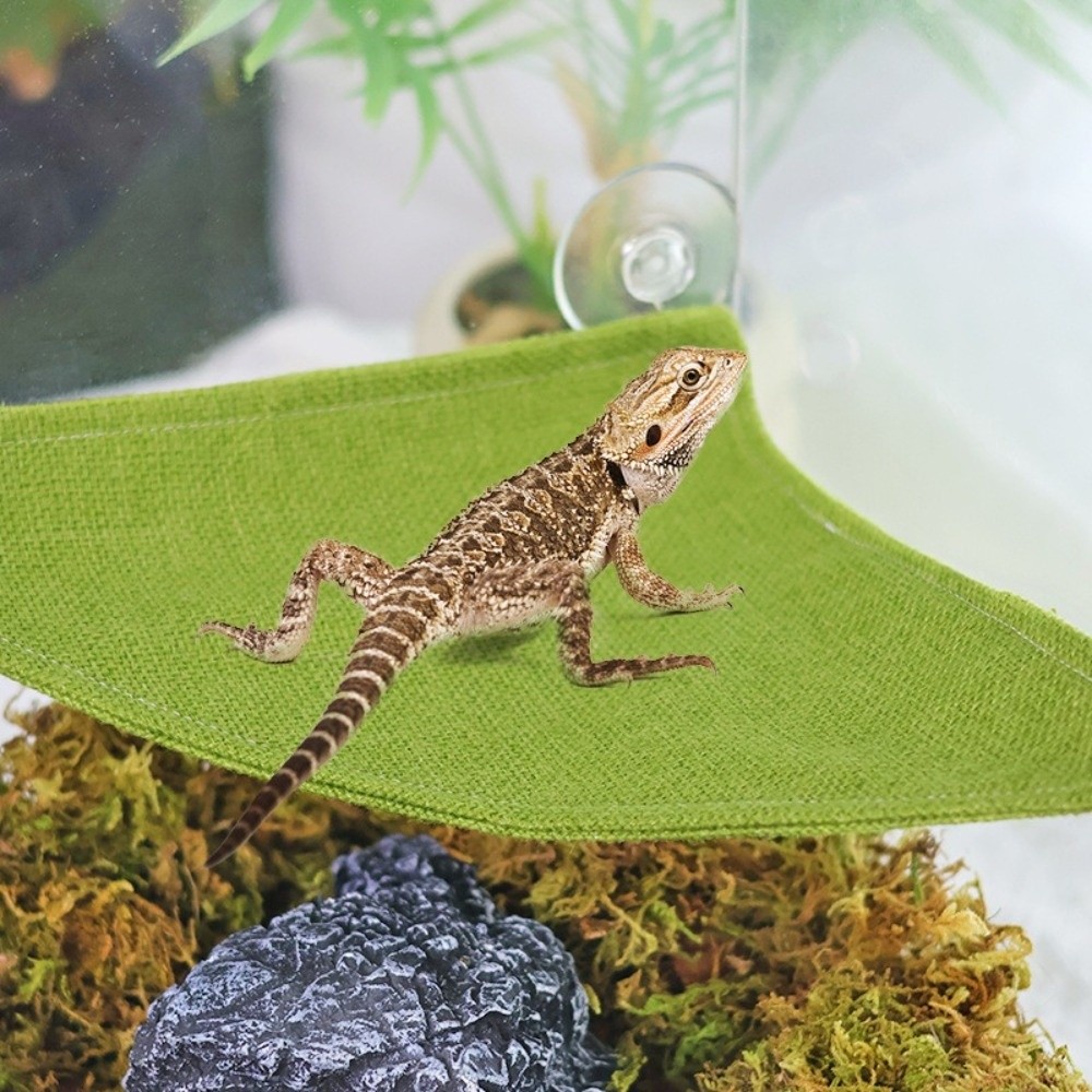 Suction Cup Lizard Triangle Ha - Home Decor Habitat avis et prix