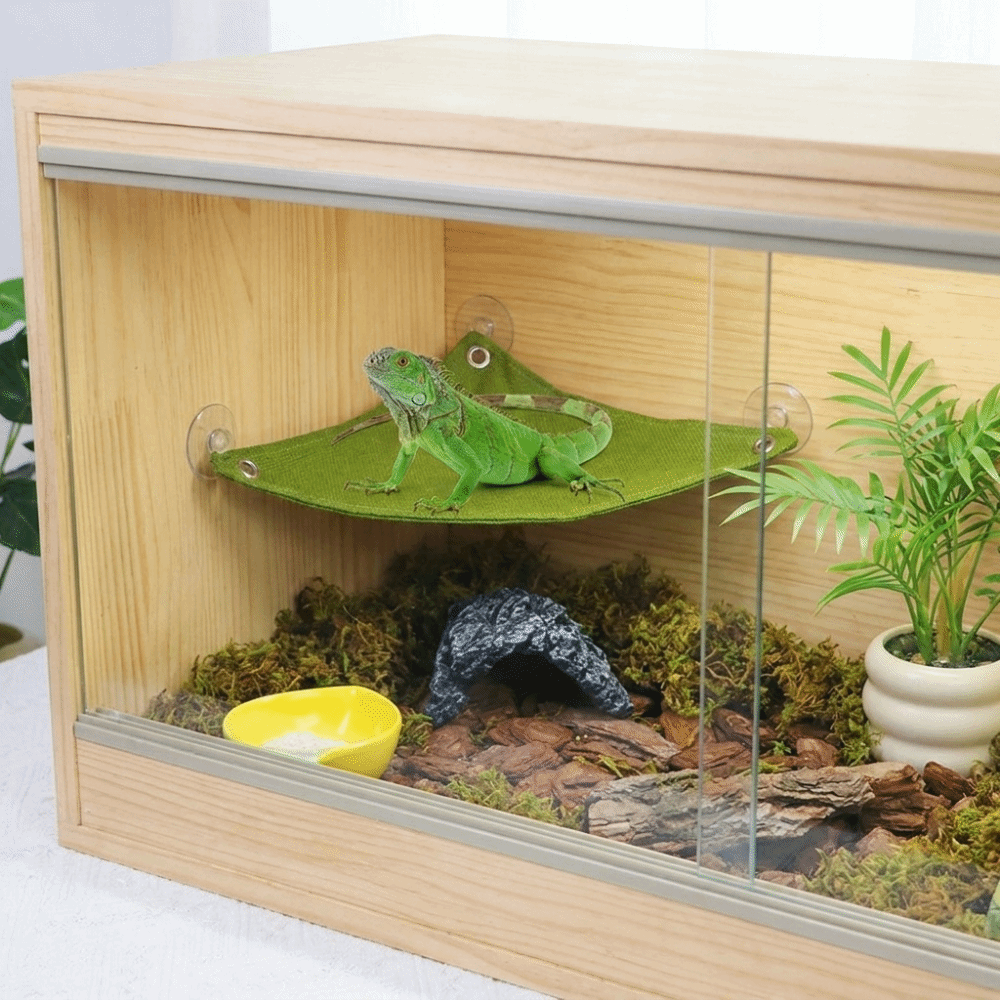 Suction Cup Lizard Triangle Ha - Home Decor Habitat avis et prix