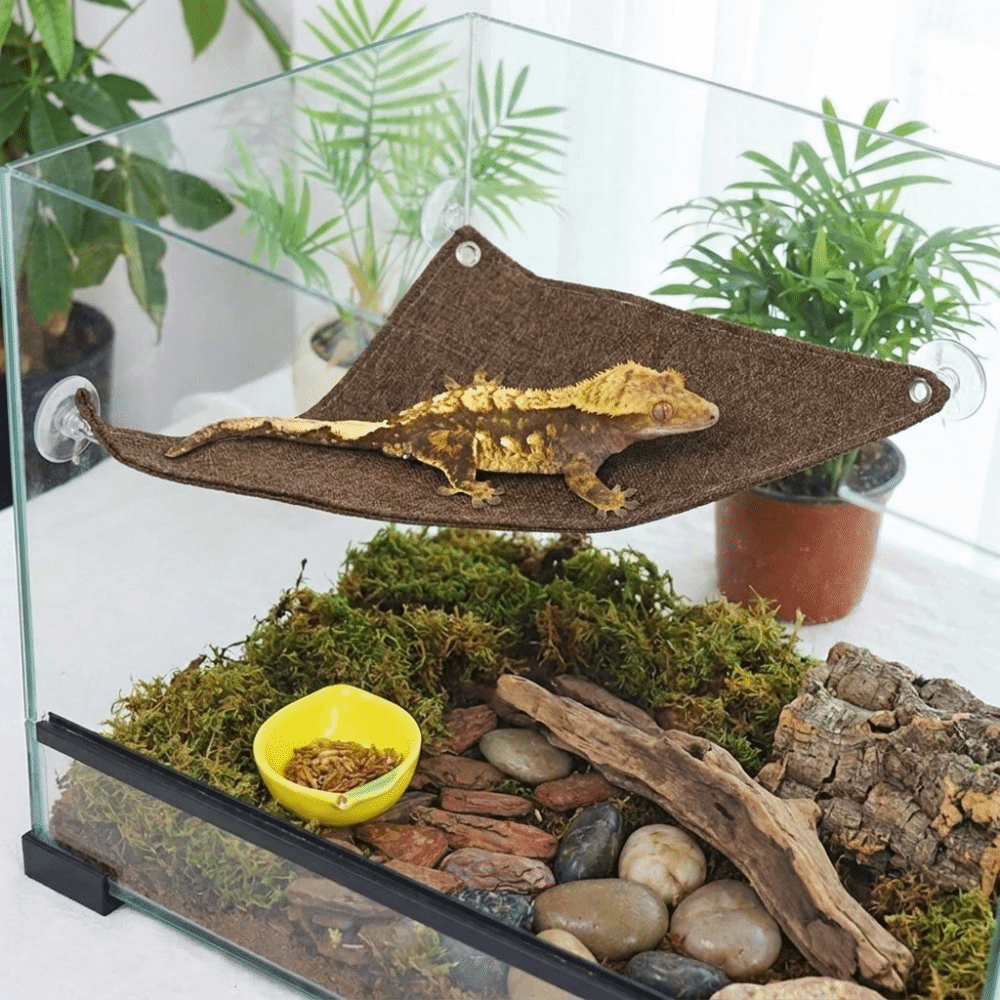 Suction Cup Lizard Triangle Ha - Home Decor Habitat avis et prix