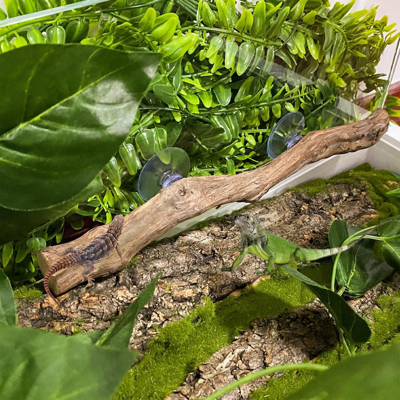 Reptile Branch Unique Bearded  - Home Decor Habitat avis et prix