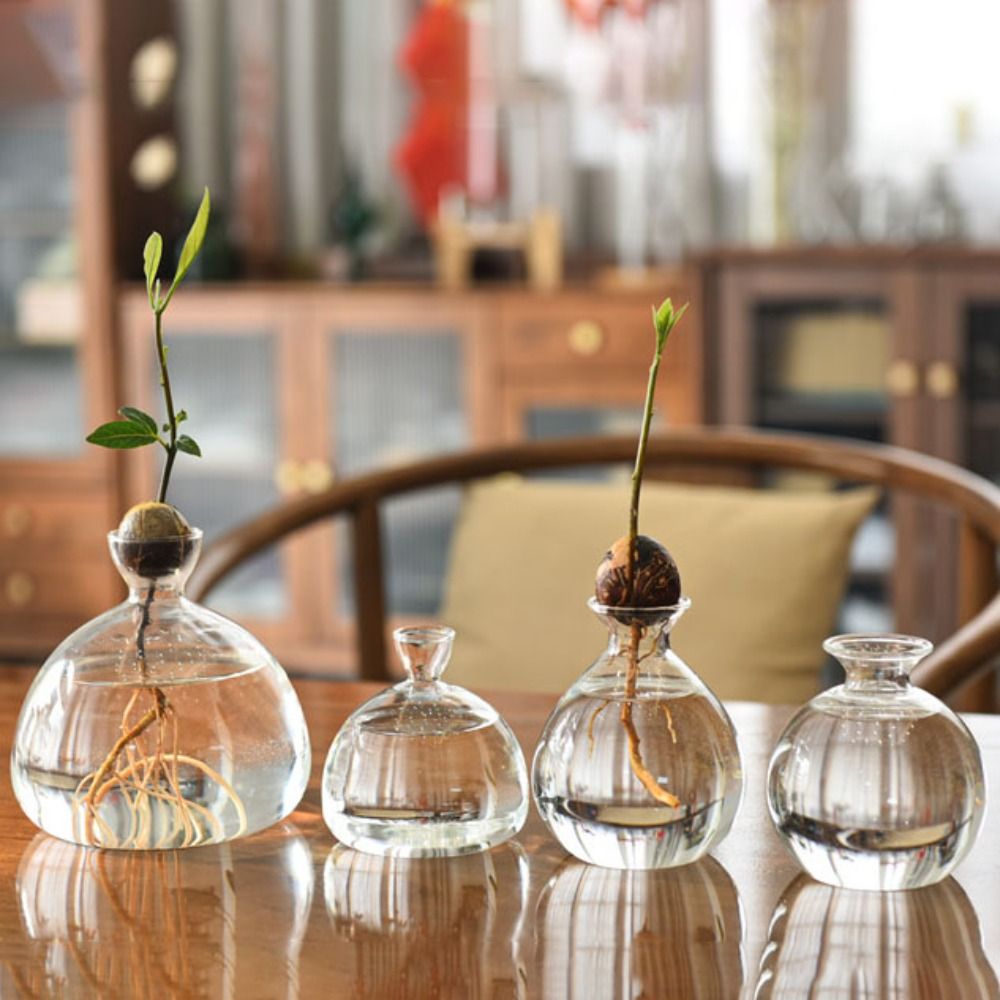 Avocado Hydroponic Vase Simple - Terrarium Glass Bottle avis et prix