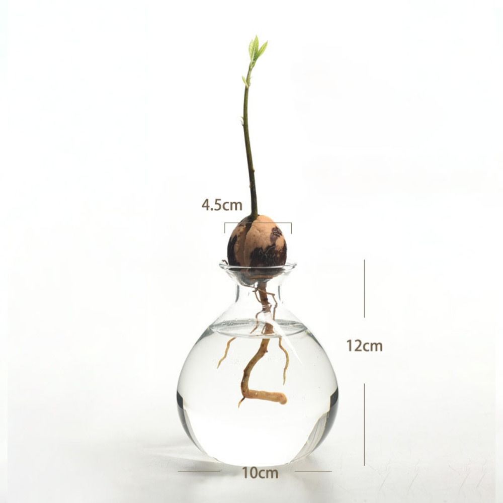 Avocado Hydroponic Vase Simple - Terrarium Glass Bottle avis et prix