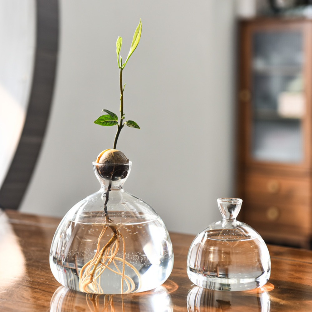 Avocado Hydroponic Vase Simple - Terrarium Glass Bottle avis et prix