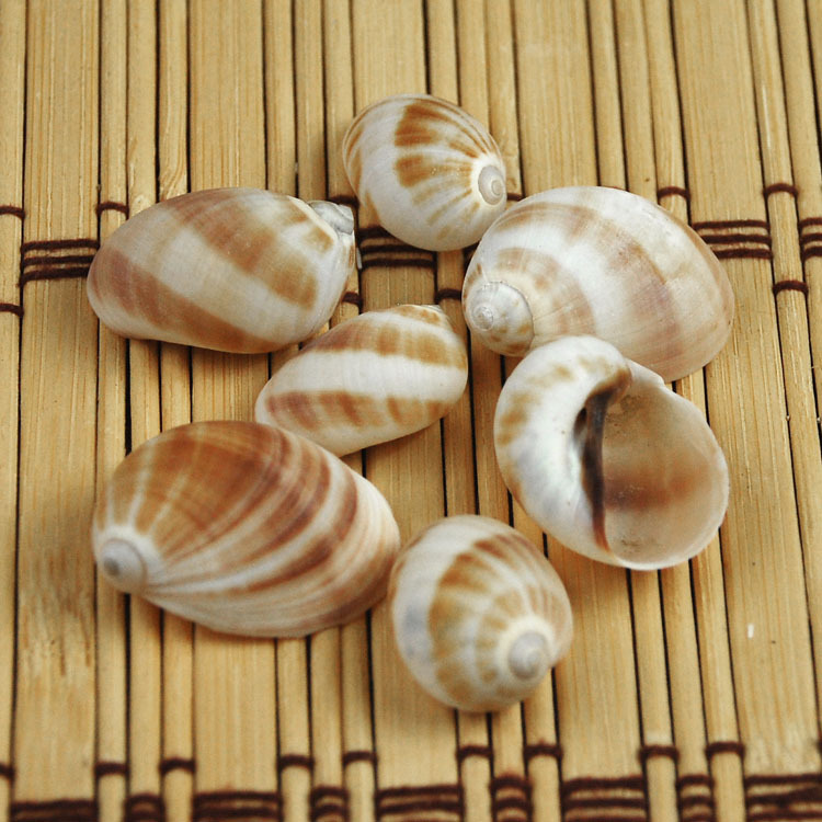 Natural Monetaria annulus Shel - Home Decor Habitat avis et prix
