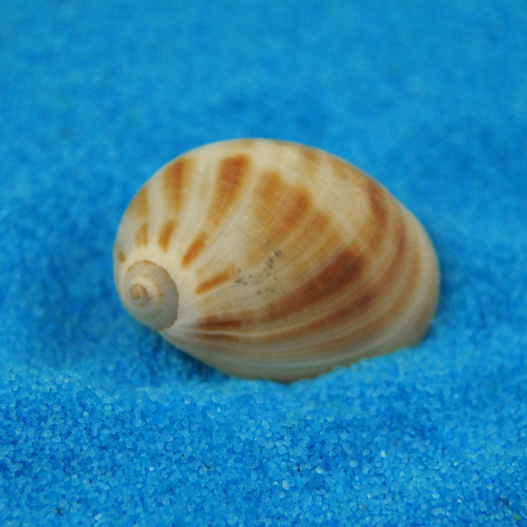 Natural Monetaria annulus Shel - Home Decor Habitat avis et prix
