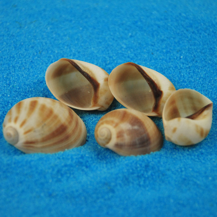 Natural Monetaria annulus Shel - Home Decor Habitat avis et prix