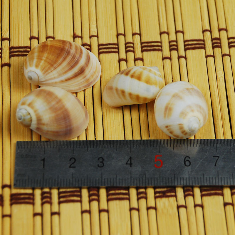 Natural Monetaria annulus Shel - Home Decor Habitat avis et prix