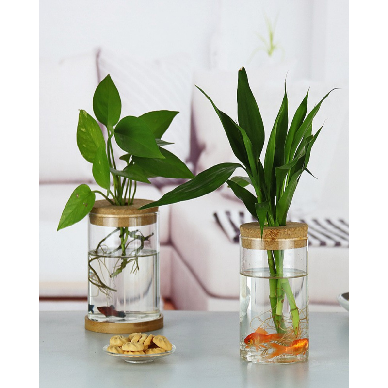 Creative New Style Green Radis - Terrarium Glass Bottle avis et prix