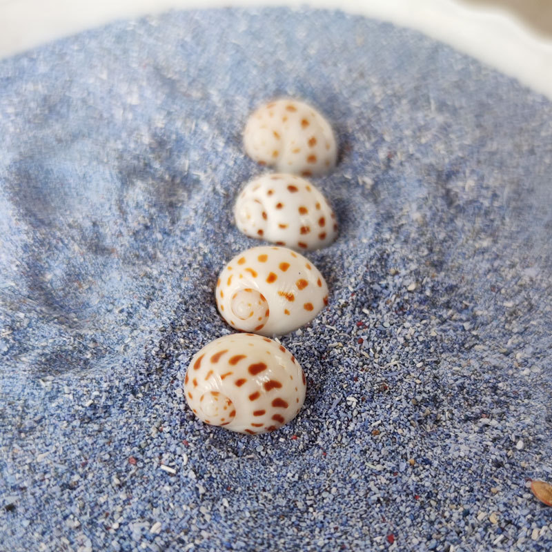 Natural Natica maculosa Shell  - Home Decor Habitat avis et prix