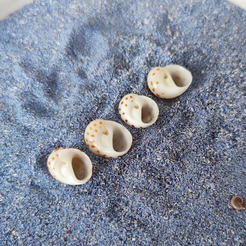 Natural Natica maculosa Shell  - Home Decor Habitat avis et prix