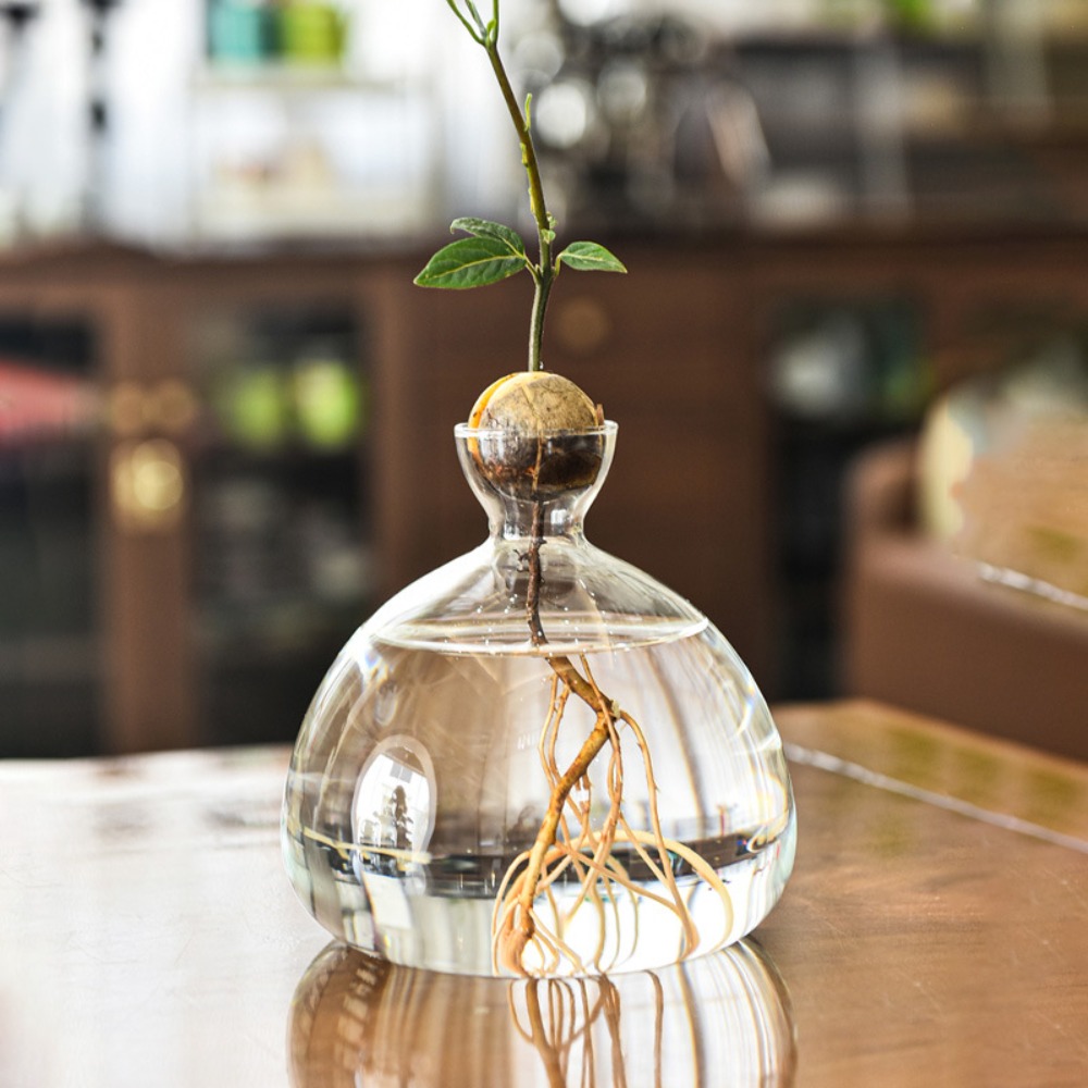Transparent Avocado Hydroponic - Terrarium Glass Bottle avis et prix