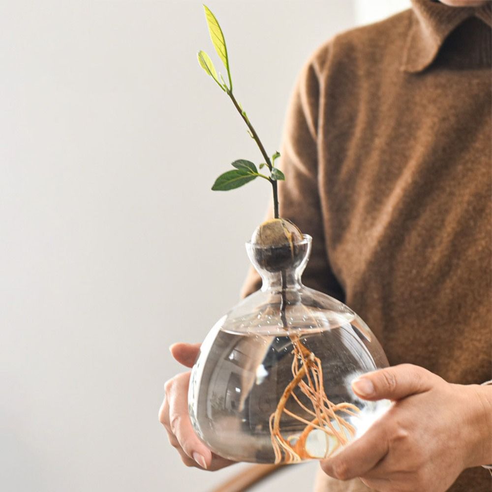 Transparent Avocado Hydroponic - Terrarium Glass Bottle avis et prix
