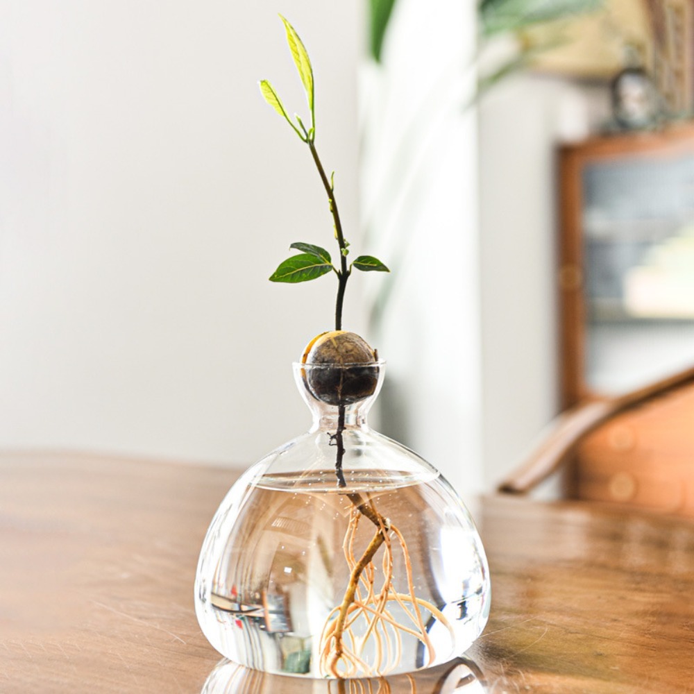 Transparent Avocado Hydroponic - Terrarium Glass Bottle avis et prix
